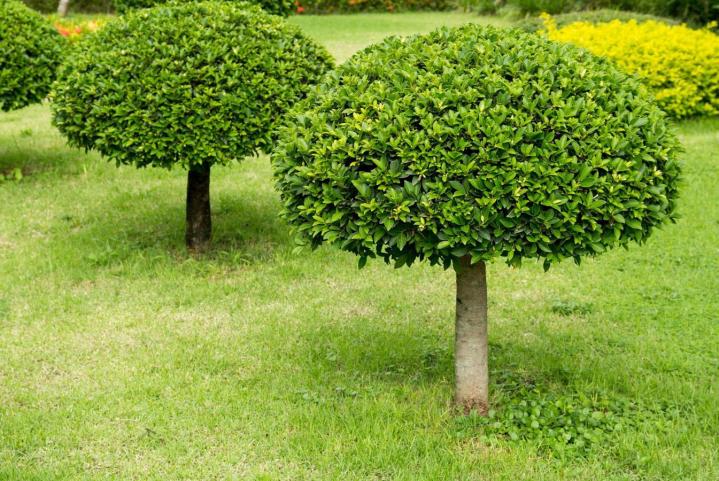 Entretien d'espaces verts Trappes